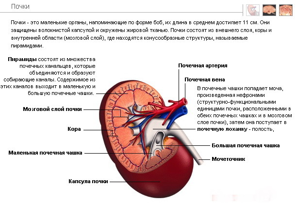 детали закручиваем очаговое образование почки у ребенка что делать ИСПОЛНИТЕЛЬНОМ ПРОИЗВОДСТВЕ
